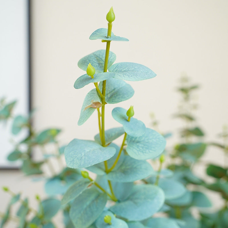 Simulated single eucalyptus leaf, money leaf